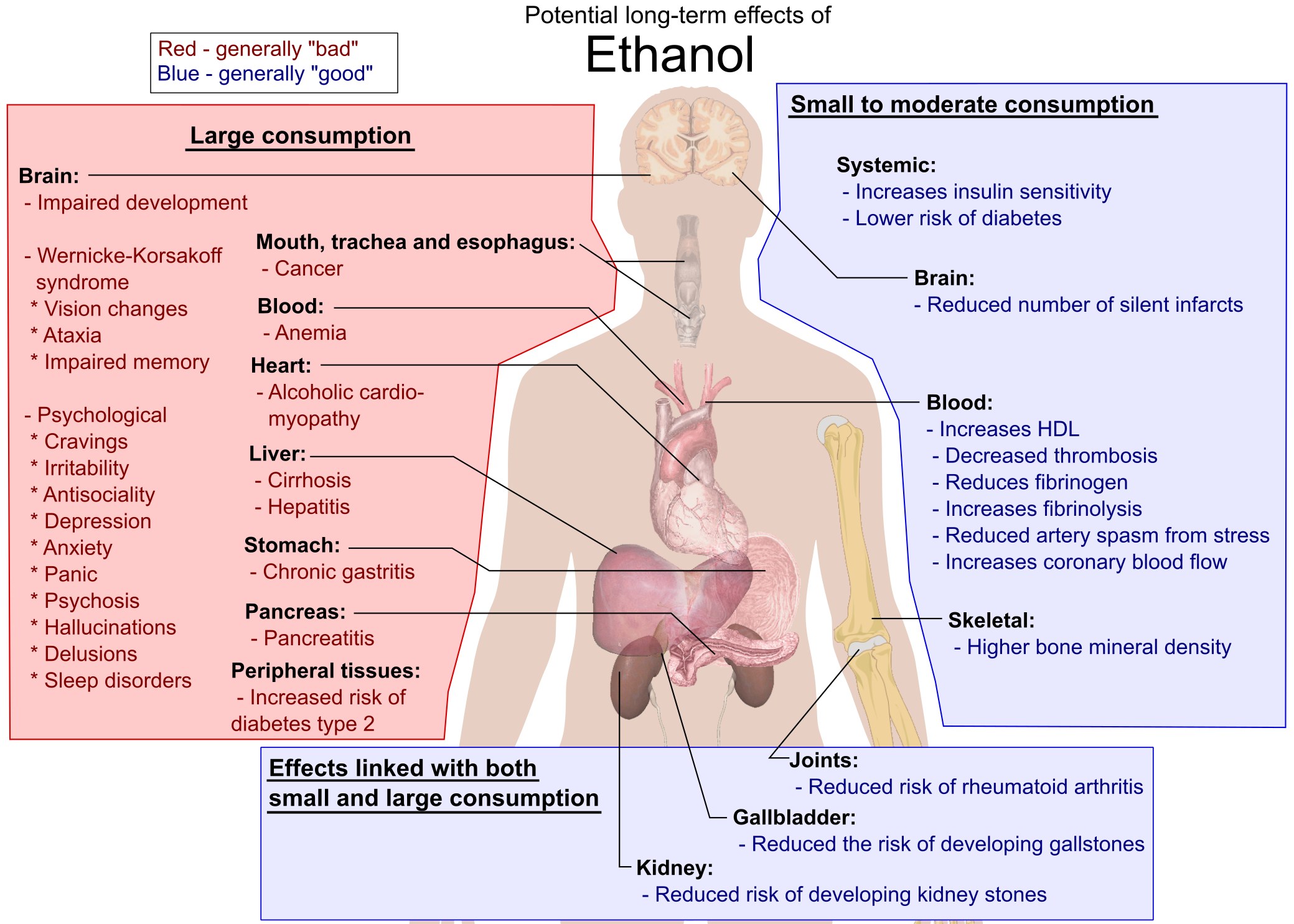 Diagramm des menschlichen Körpers mit der Bezeichnung "Ethanol", das mögliche langfristige Auswirkungen auf den Körper zeigt.