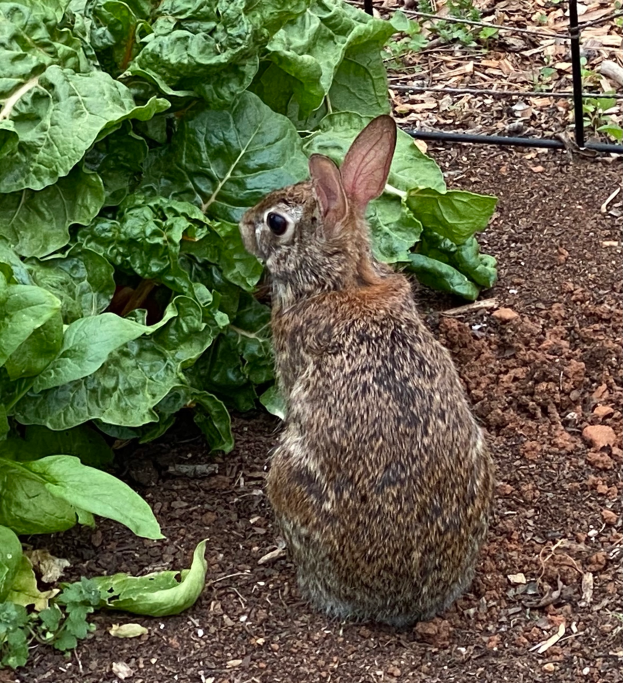 Ein Kaninchen sitzt im Dreck neben einer Pflanze, umgeben von Erde und Blättern, mit einem Zaun im Hintergrund.