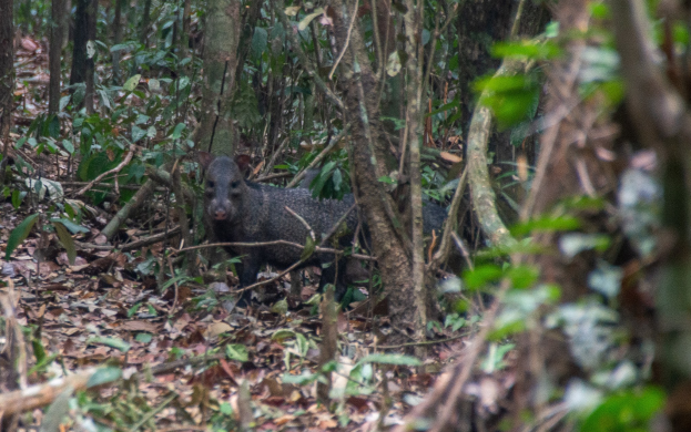 Ein Wildschwein steht im Amazonas-Regenwald, umgeben von Bäumen und Blättern auf dem Boden.