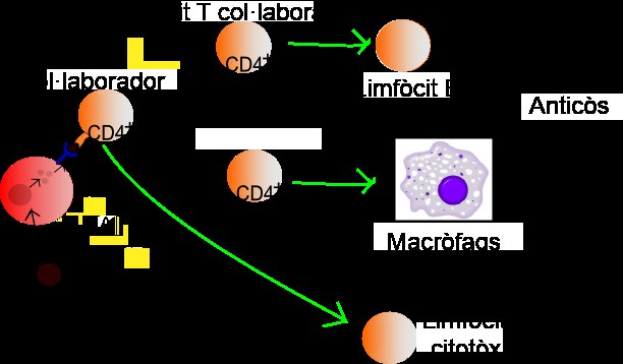 Überwindung der Grenzen der Immuntherapie