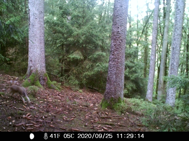 Ein Hirsch läuft durch einen bewaldeten Bereich mit Bäumen, Pflanzen und trockenen Blättern auf dem Boden, mit Text am unteren Rand des Bildes.
