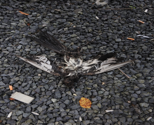 Ein totes Vogels auf dem Boden neben einer Zigarette, umgeben von Steinen und einem Blatt.