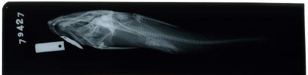 Röntgenbild eines Hundebeins auf schwarzem Hintergrund mit einem weißen Objekt und Zahlen auf der linken Seite.