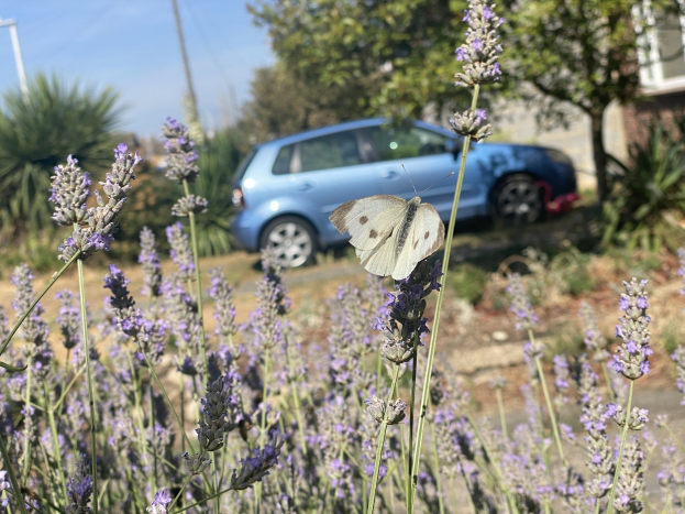 Blauer Wagen vor einem Lavendelfeld mit einer weißen Schmetterlingsblume auf einem Blumenfeld, Bäume und Gebäude im Hintergrund.