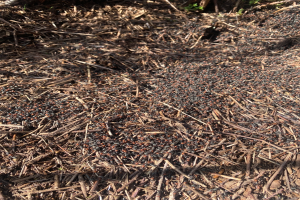 Ein großer Haufen Holzschnitzel liegt auf dem Boden in einem bewaldeten Gebiet mit üppiger grüner Vegetation im Hintergrund.