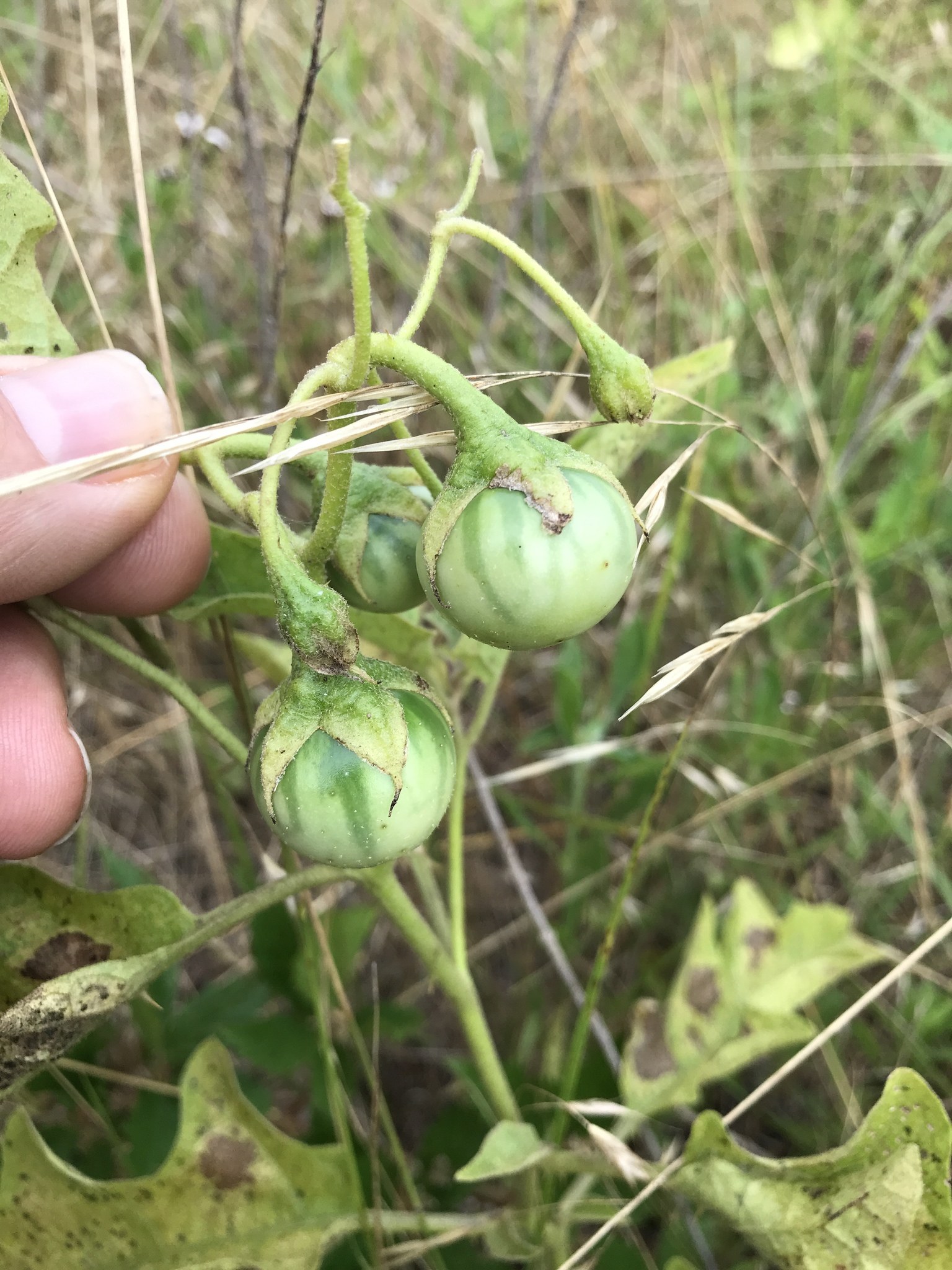 Eine Hand, die einen Bund grüner Tomaten hält, die mit Mehltau infiziert sind, mit Pflanzen und Gras im Hintergrund.