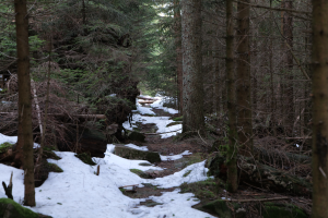 Ein schneebedeckter Pfad in einem Wald mit hohen, grünen Bäumen zu beiden Seiten, Äste reckend sich nach oben und schaffen eine friedliche Winterszene.