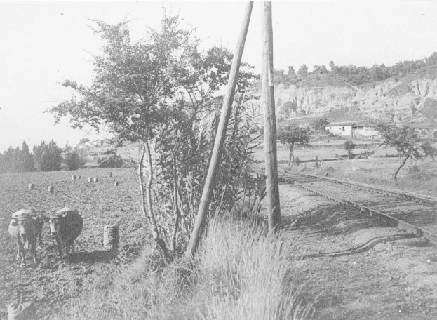 Schwarz-weiß-Foto von zwei Kühen, die neben einer Bahnschiene stehen, mit Gras, Strommasten, Bäumen, Häusern, Hügeln und einem klaren Himmel im Hintergrund.