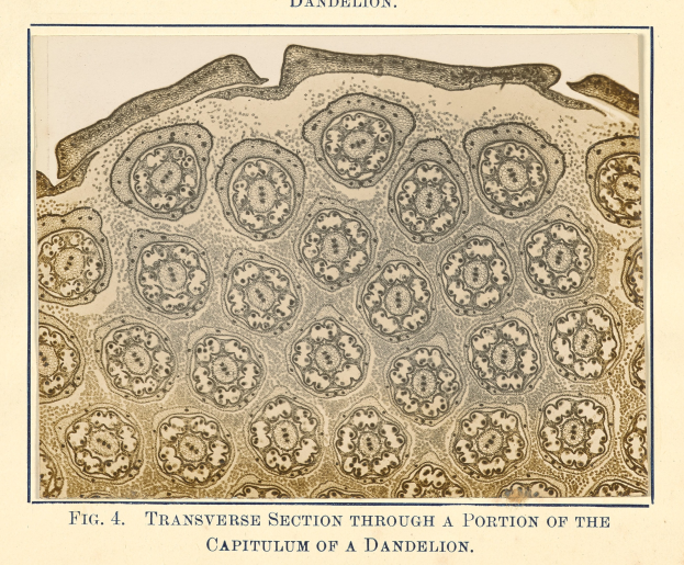 Diagramm einer Pusteblume mit einem transversalen Schnitt durch einen Teil ihres Kapitellums, begleitet von erklärendem Text.