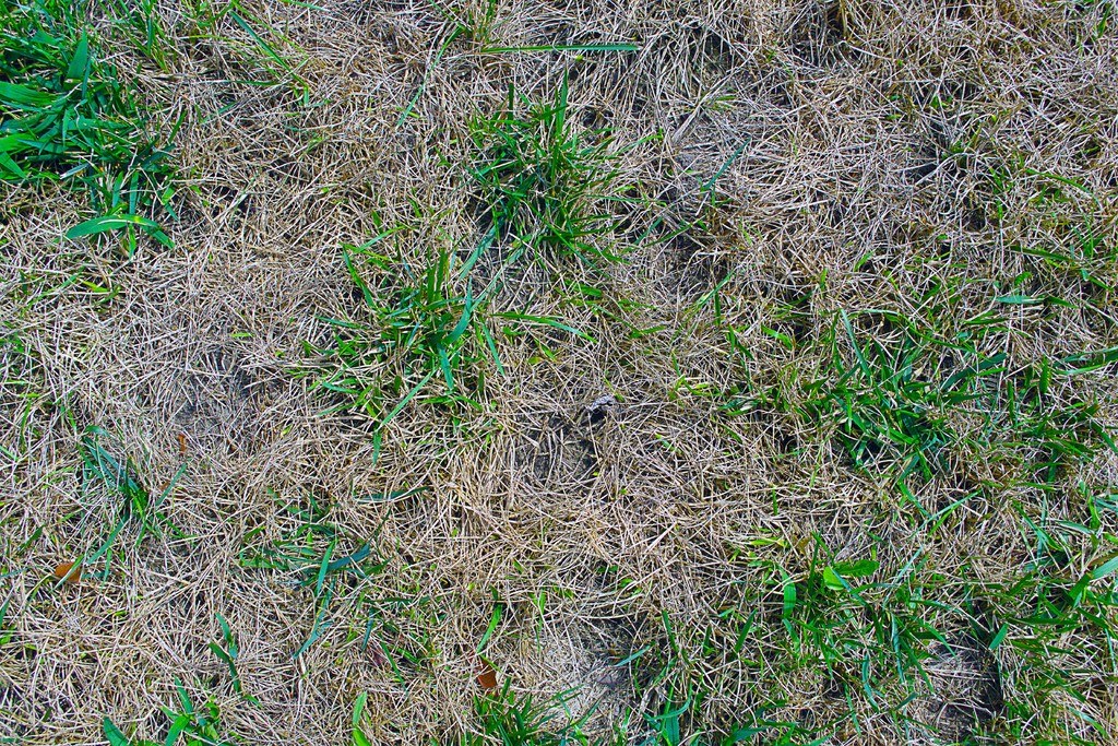 Eine Graslandschaft mit grüner Vegetation und ohne sichtbare Strukturen oder Tiere.