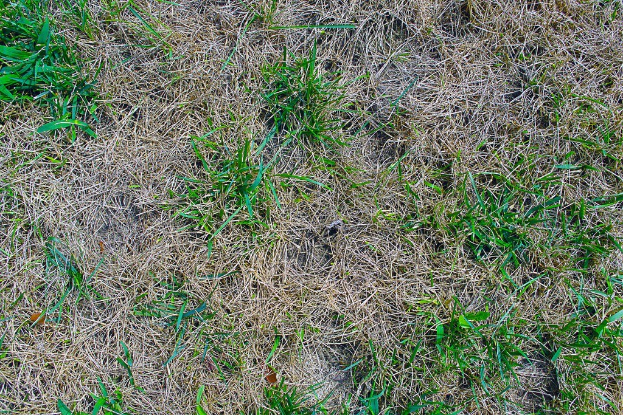 Eine Graslandschaft mit grüner Vegetation und ohne sichtbare Strukturen oder Tiere.