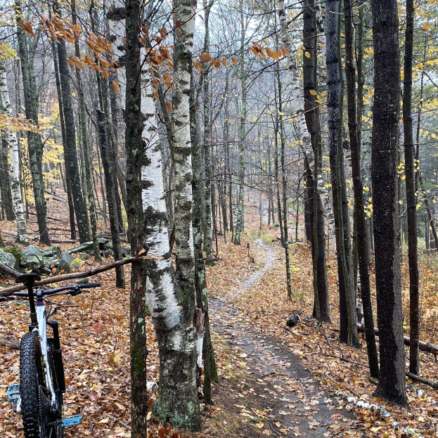 Ein Mountainbike auf einem Waldweg geparkt, umgeben von Bäumen und Blättern, der Himmel ist im Hintergrund zu sehen.