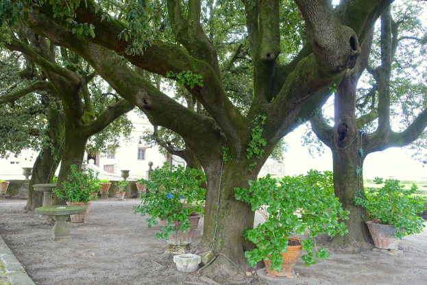 Großer Baum in der Mitte eines Parks mit grünem Gras, umgeben von Topfpflanzen und einem Gebäude im Hintergrund.